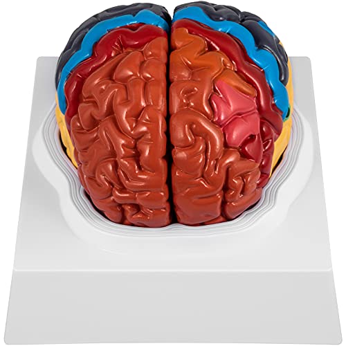 Mua VEVOR Human Brain Model Anatomy 2-Part Model of Brain Color-Coded ...