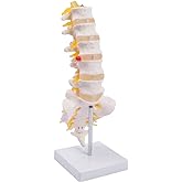 breesky Lumbar Spine Model - Life Size Human Lumbar Vertebrae Anatomy Model with Sacrum and Spinal Nerves Medical Chiropractor Medical Student Study Teaching Demonstration