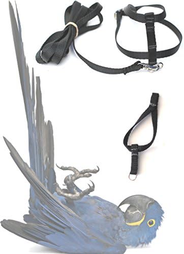 Fred Bird Harness & Leash with Additional Larger Training Head Loop