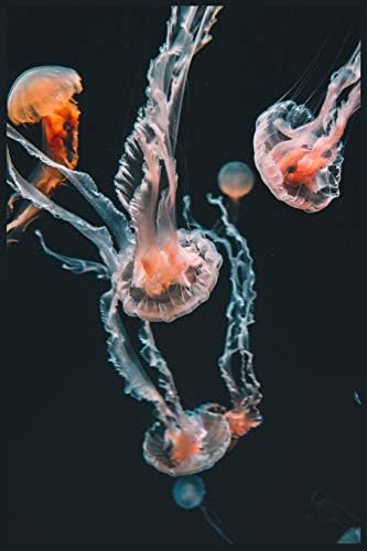 Jellyfish Journal: Stunning jelly notebook, 6" x 9", 110 pages