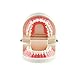 Pevor Dental Teaching Study Adult Standard Typodont Demonstration Teeth Model
