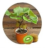 Bonsai Kiwi Tree Seeds for Planting | 50 Seeds