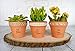 My Urban Crafts 16 Pcs Small Terracotta Pots 2.5 x 3 inch Mini Flower Clay Pots with Drainage Hole Ceramic Pottery Terra Cotta Planter for Succulents and Cactus, Wedding Favors and Baby Shower Favors