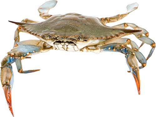 Maryland Blue Crab Photo Decal 18" x 24" Window or Wall Mural