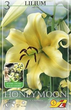 Blumenzwiebeln Baum-Lilie 'Honeymoon' - 3 Stück