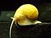 3 Golden Mystery Snails (Algae Eaters - young adult 1/2 to 2+ inch) by Aquatic Arts