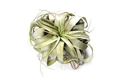 2 Large+Air+Plants+Xerographica+Appearance