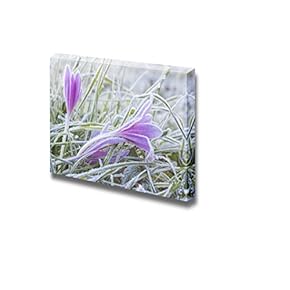 Morning Frost on a Flower Colchicum Autumnale Wall Decor