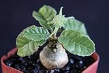 Dorstenia Foetida Exotic Bonsai Caudex Rare Succulent Plant Cactus Cacti 2