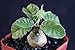 Dorstenia Foetida Exotic Bonsai Caudex Rare Succulent Plant Cactus Cacti 2" Pot
