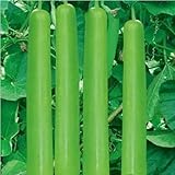ADB Inc DD Original Pack, 10 Seeds / Pack Green Long Club Bottle Gourd Fruit Seeds