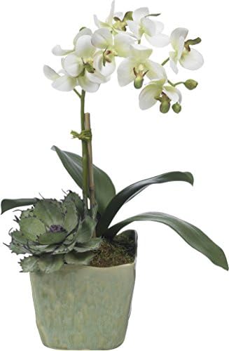 Small Green Orchid in Porcelain