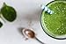 Food to Live Broccoli Sprout Powder (Bulk) (8 Ounces)