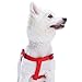 Blueberry Pet Essentials Large Dog Harness | Adjustable Classic Solid Nylon No Pull Easy Walk Step in Harness | Rouge Red