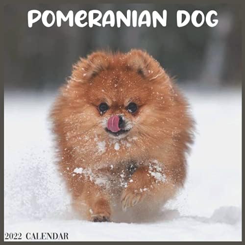 Pomeranian Dog 2022 Calendar Official Pomeranian Dog Breed 2022