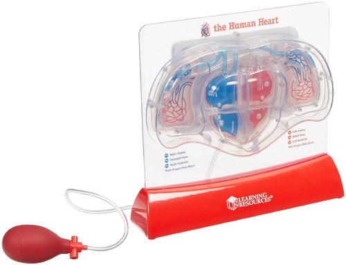 Learning Resources Pumping Heart Model