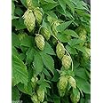 Hops Seeds,Beer Hops,Common Hops Humulus lupulus Perennial Vine,Hardy to Zone 5(50 Seeds)