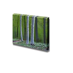 Three Tree Trunks in Magic Forest in Spring with Anemone Flowers on The Ground - Canvas Art Wall Art - 12" x 18"