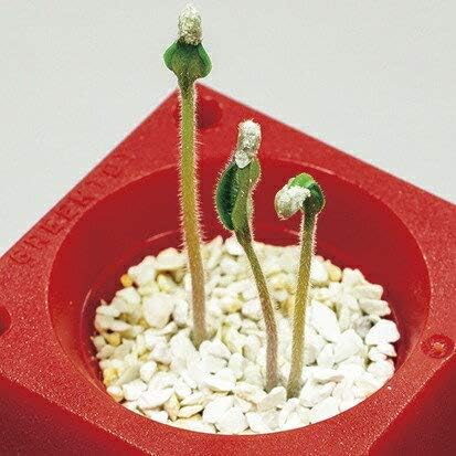 Amazon 聖新陶芸 Green Toy グリーントイ かわいいサボテン ペットボトルで育てる栽培セット 栽培キット オンライン通販