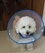 Pet Plastic Clear Cone Recovery E-Collar with Dots Design Soft Edge for Small Dogs & Cats (Medium, Blue)