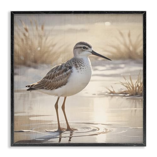 Sunlit Sandpiper Coastal Bird, 24 x 24 Inch Framed Giclée Print