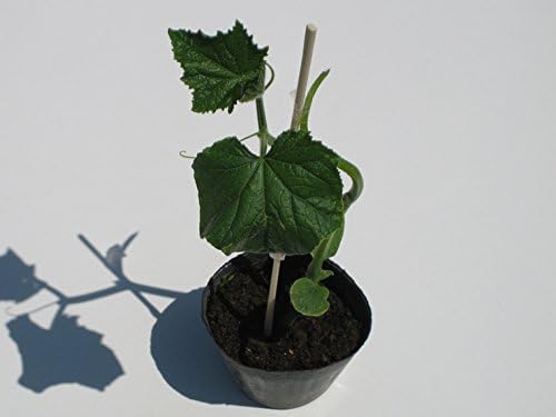 Amazon 岩手県産 きゅうり 苗 接木 岩手アップル２ きゅうり 通販