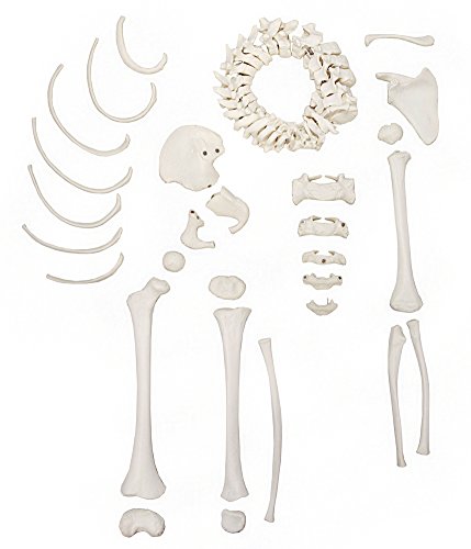 Axis Scientific 5 Year Old Child Skeleton, Half Disarticulated Skeleton Replica, Includes Growth Plates Secured with Magnets and a 3 Year Warranty