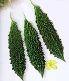 Jawahar Bitter Gourd seed packet by Seeds of India