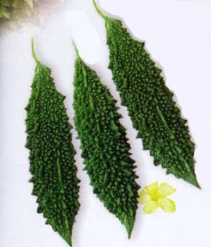 Seeds of India Jawahar Bitter Gourd Seed Packet