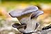 King Oyster Mushroom Mycelium Plug Spawn - 100 Count - Grow Gourmet Mushrooms At Home!