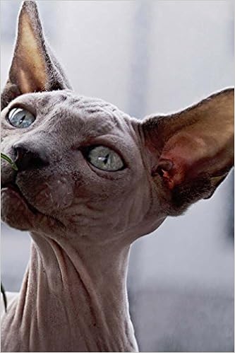 hairless cat with blue eyes