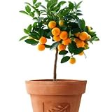 Mandarin Orange Dwarf Seeds Indoors Outdoors Fruit Tree 30pcs