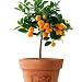 Mandarin Orange Dwarf Seeds Indoors Outdoors Fruit Tree 30pcs