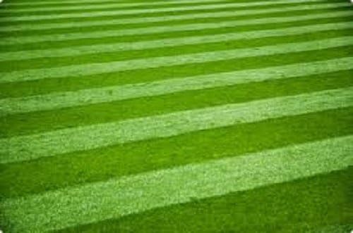 LUXURY GRASS SEED FINE FRONT LAWN SEED PRISTINE CERTIFIED SEEDS NEXT DAY (20kg)