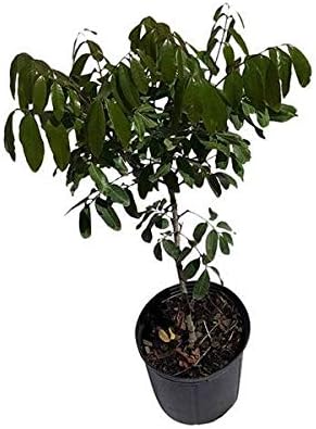 Longan Kohala Tree, Air-Layered, 3 Feet Tall, 3-Gal Container from Florida