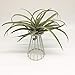 SANGDA Air Plant Holders,Metal Stand Air Plant Container Tabletop Planter Flower Holder Racks Tillandsia Plant Display Racks for Live Tropical House Plants Indoor Air Plants Home Decor(White)thumb 1