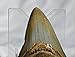 REAL Large Megalodon Shark Teeth from North Carolina 3.6