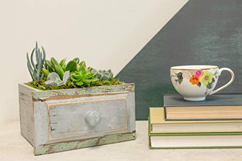 Live Succulent Garden Planted In 6" By 9" Wooden Drawer Container, From Hallmark Flowers