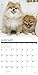 Just Pomeranians 2019 Wall Calendar (Dog Breed Calendar)