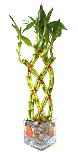 HOT Live 8 Braided Lucky Bamboo Plant Handmade -Pebble & Vase Easy to grow Gift Idea