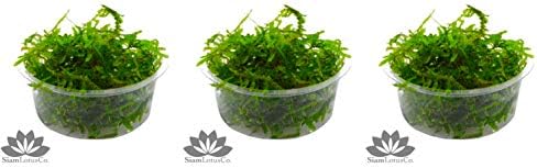 SiamLotusCo 3X Premium Java Moss Live Freshwater Aquarium Vesicularia Dubyana 3 X 2.5 inch Cups of Premium Live Aquarium Java Moss!!