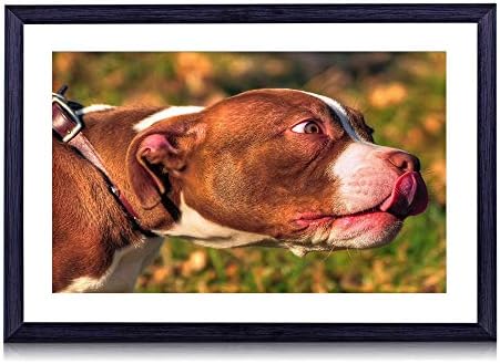 80cmx60cm 木製の黒色のフォトフレーム アメリカのいじめっ子動物の顔舌犬 壁掛け 壁飾り 壁ポスター おしゃれ ウォールアート アートパネル 壁の絵 インテリア絵画 額縁 部屋飾り 装飾画 Mazagaonbookdepot Com