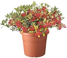 Download August von cilindro HD