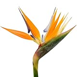 Orange Bird of Paradise Strelitzia Reginae Live Plant