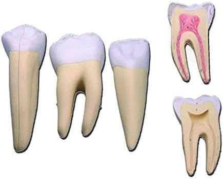 Dent Molaire Incisive  - Molaire Dents Dent Canidé Canine Types Clef Courone Couronne Couronnement Couronner Faîte Fond Milieu Sommet Incisive.
