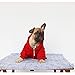 iChoue I am a French Bulldog Clothes Hoodies for Dogs Puppy Frenchie Pug English Boston Terrier Bully Pitbull Sweatshirt Sweater Clothing Cold Weather Winter Coats - Dark Red/Large