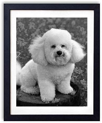 Amazon Co Jp 木製フォトフレーム 写真フレーム 木製の枠 35cmx50cm 犬草の花プードル 白黒の装飾画 壁掛け 壁飾り 壁ポスター おしゃれ ウォールアート アートパネル 壁の絵 インテリア絵画 額縁 部屋飾り 黒額縁が飾っている 壁画 ホーム キッチン