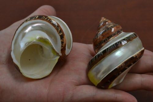 2 Pcs Polished Petholatus Jade Turbo Sea Shell Hermit Crab 2" - 2 1/2"