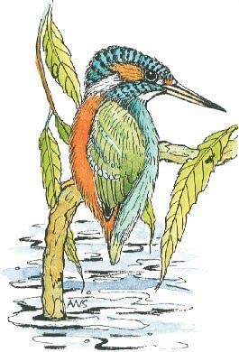 Art Stamps Anne Wales-Smith Kingfisher Animal Stamp,