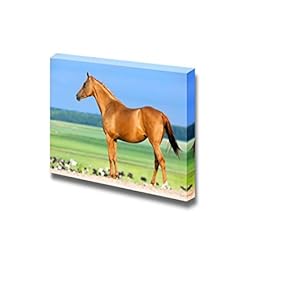 Canvas Prints Wall Art - Chestnut Budenny Horse Looking on The Cows at Field. | Modern Wall Decor/Home Art Stretched Gallery Canvas Wraps Giclee Print & Ready to Hang - 12" x 18"